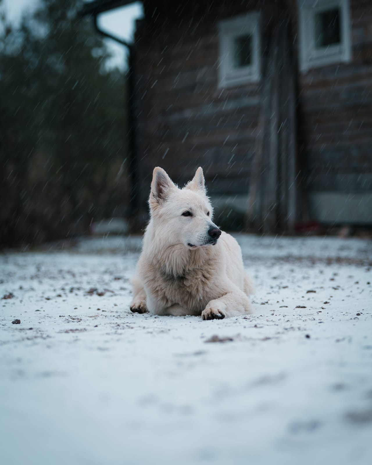 Alaskan husky lay in the snow