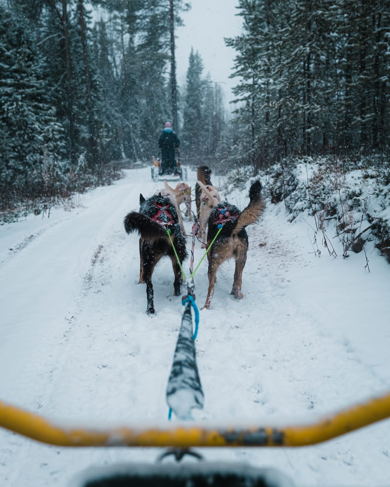 team of huskies pulling a cart in a snowy forest in Lapland with Bearhill Husky