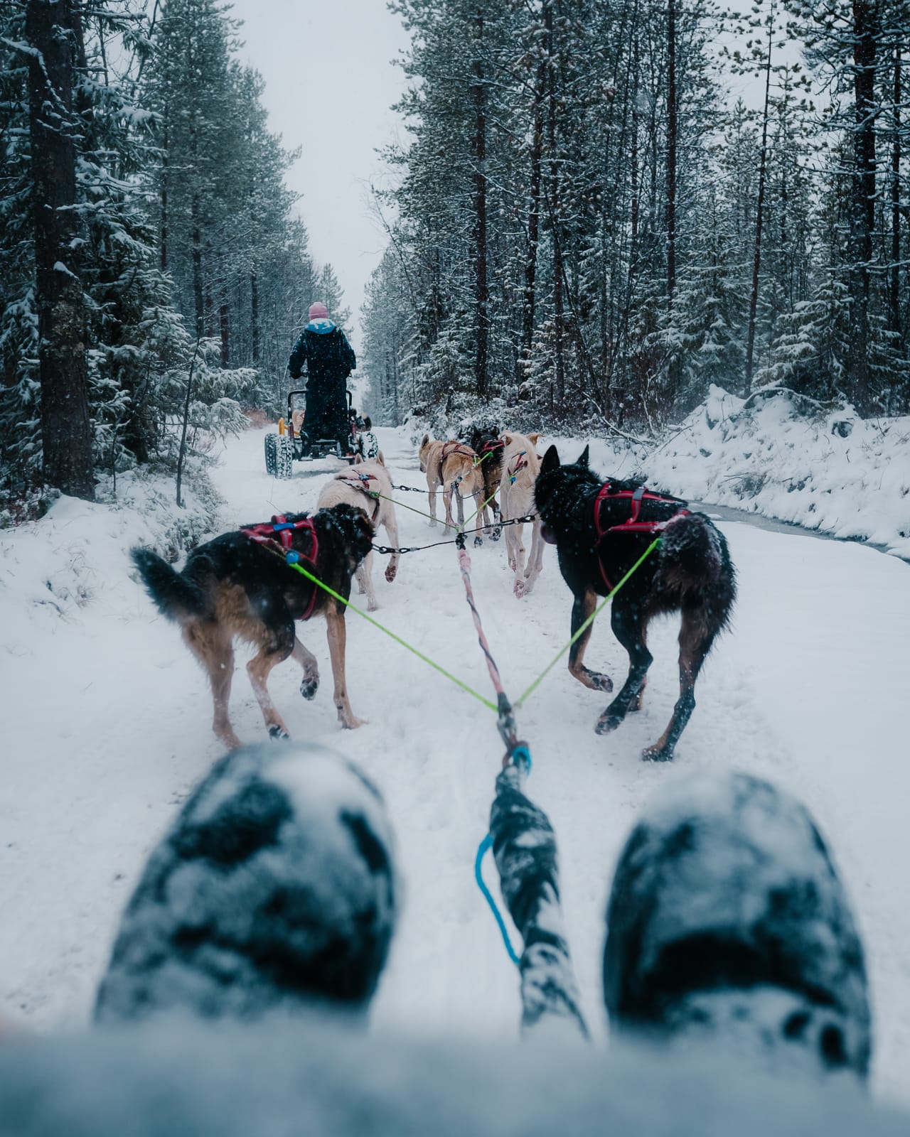 team of huskies pulling person through snowy forest