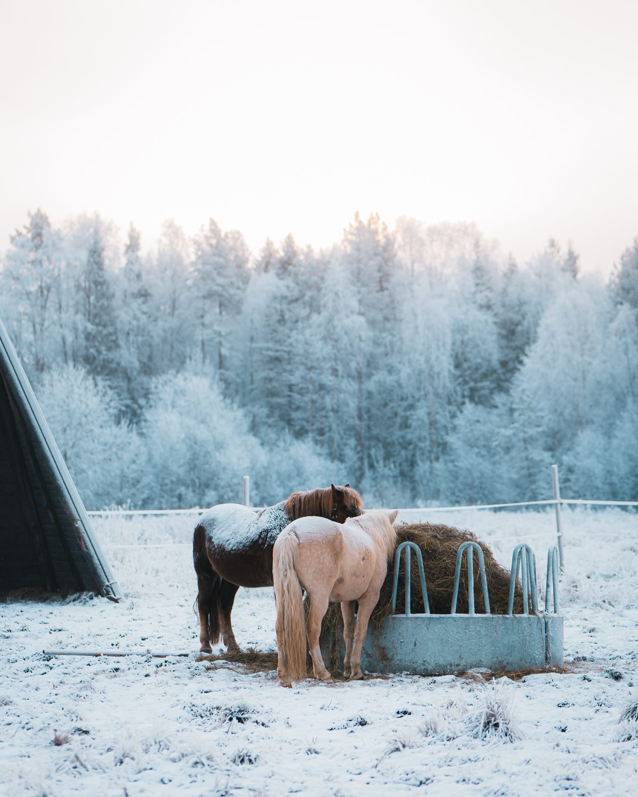horses in snowy field at apukka resort, lapland