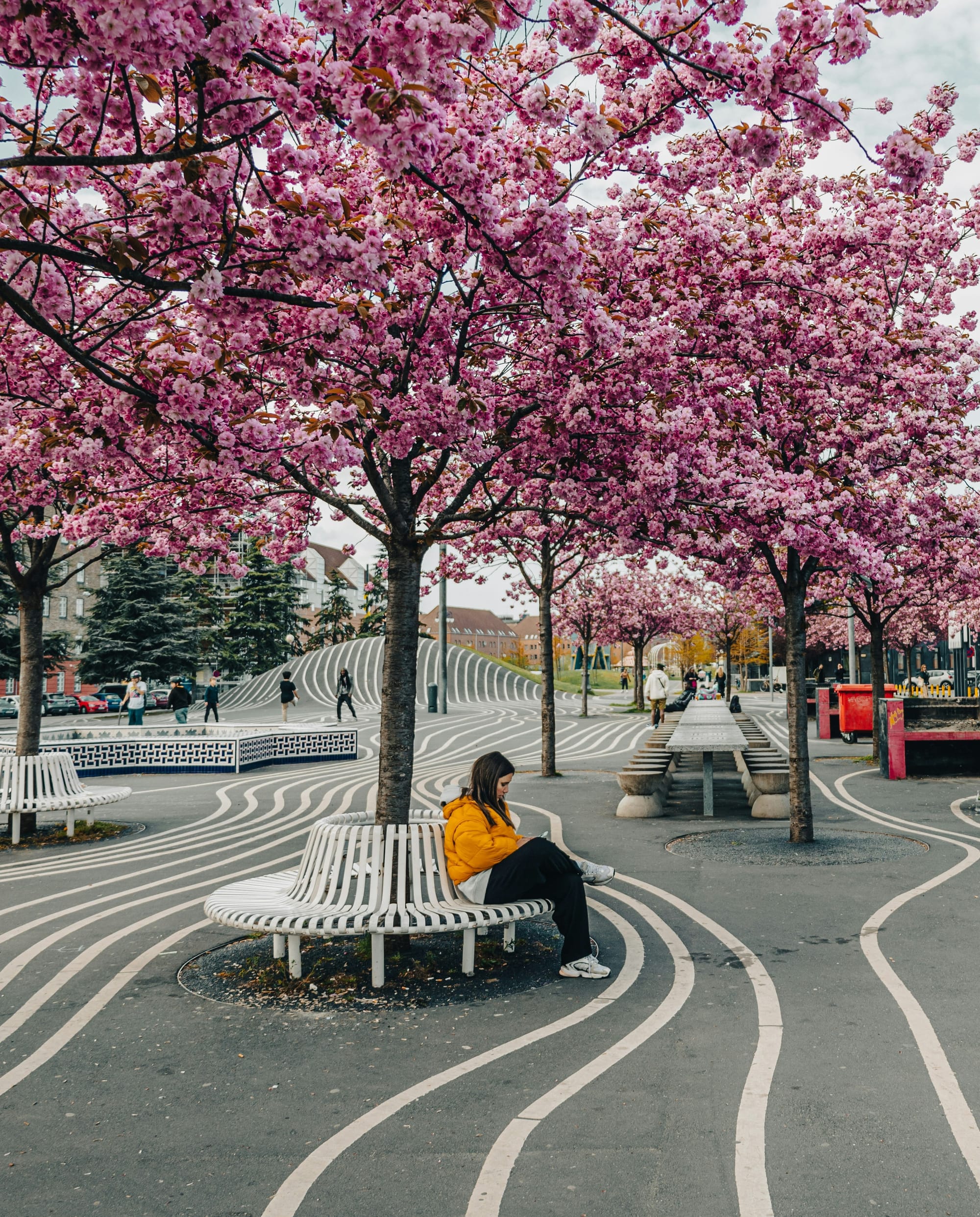 pink trees and lines on pavement in copenhagen