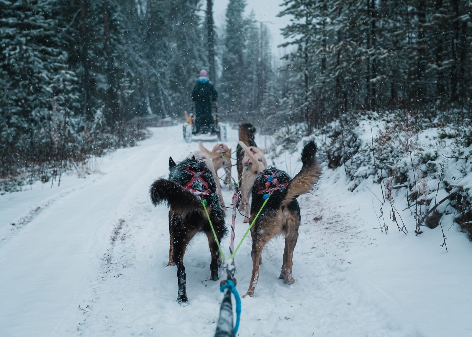 team of huskies pulling a cart in a snowy forest in Lapland with Bearhill Husky