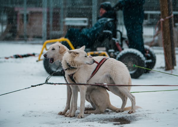 Best Husky Safari in Rovaniemi: Bearhill Husky Review